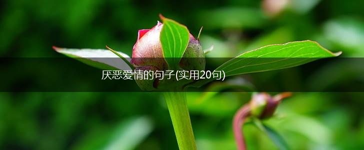 厌恶爱情的句子(实用20句),第1张