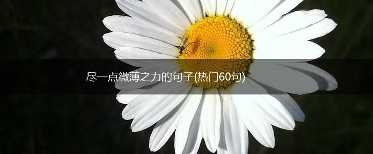 尽一点微薄之力的句子(热门60句),第1张