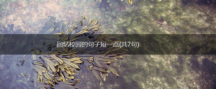 回忆校园的句子短一点(共7句),第1张