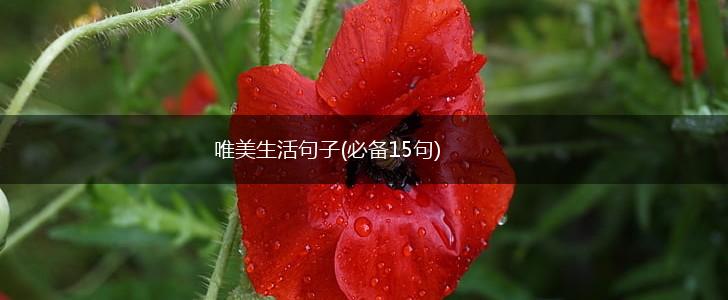 唯美生活句子(必备15句),第1张