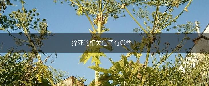 猝死的相关句子有哪些,第1张