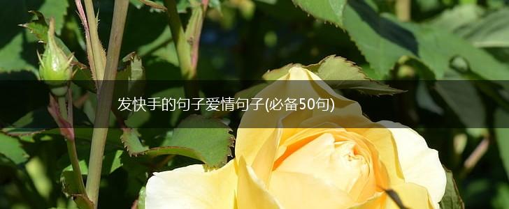 发快手的句子爱情句子(必备50句),第1张