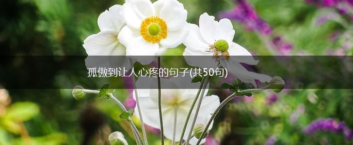 孤傲到让人心疼的句子(共50句),第1张