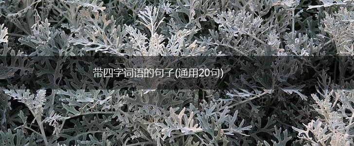 带四字词语的句子(通用20句),第1张
