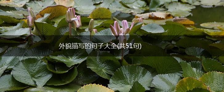 外貌描写的句子大全(共51句),第1张