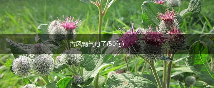 古风霸气句子(50句),第1张