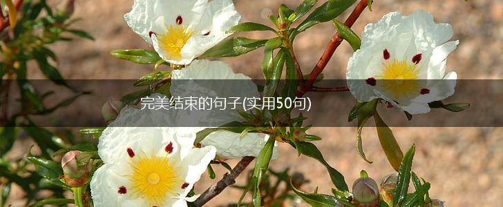 完美结束的句子(实用50句),第1张