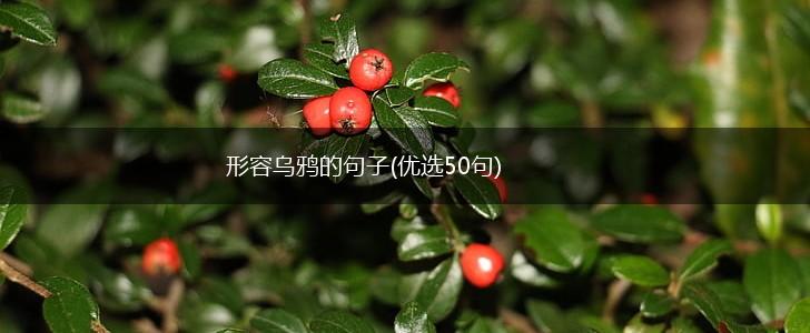 形容乌鸦的句子(优选50句),第1张