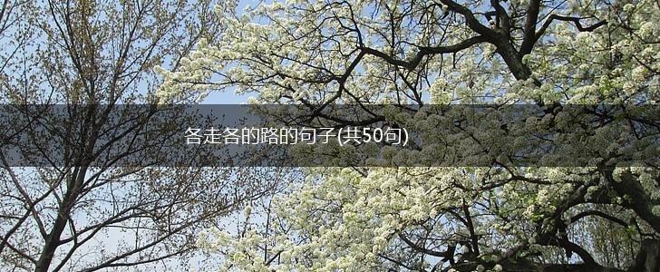 各走各的路的句子(共50句),第1张