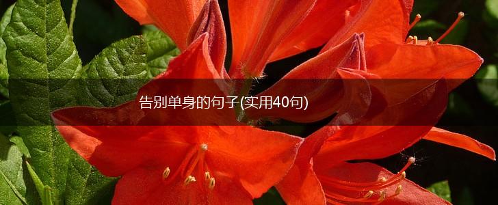 告别单身的句子(实用40句),第1张