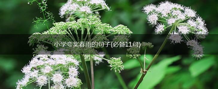 小学夸奖春雨的句子(必备11句),第1张