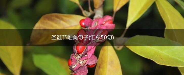 圣诞节唯美句子(汇总50句),第1张