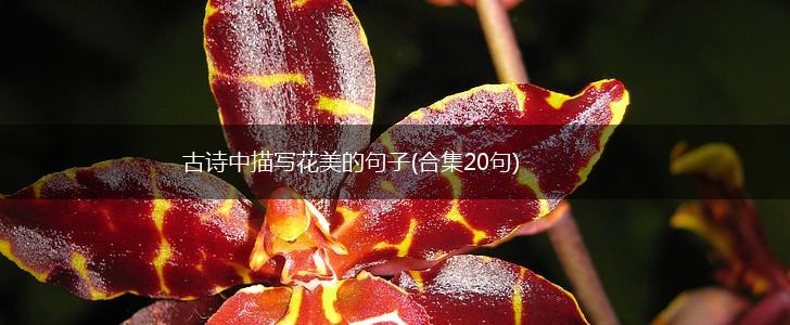古诗中描写花美的句子(合集20句),第1张