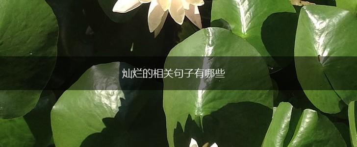 灿烂的相关句子有哪些,第1张