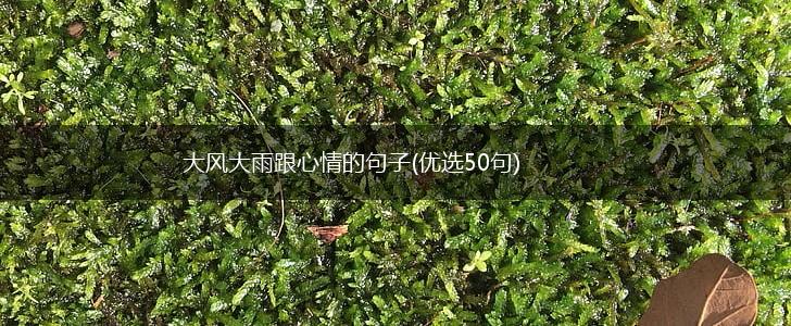 大风大雨跟心情的句子(优选50句),第1张