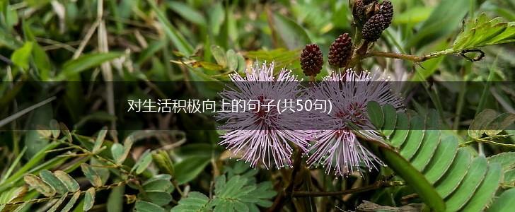 对生活积极向上的句子(共50句),第1张
