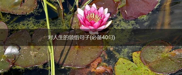 对人生的领悟句子(必备40句),第1张