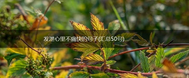 发泄心里不痛快的句子(汇总50句),第1张
