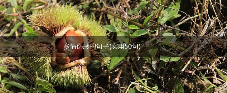 多情伤感的句子(实用50句),第1张