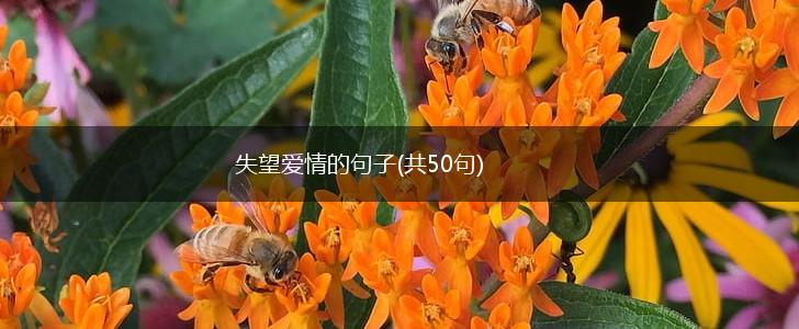 失望爱情的句子(共50句),第1张
