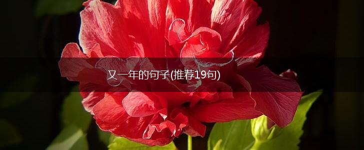 又一年的句子(推荐19句),第1张
