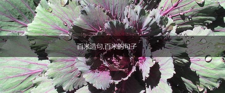 百米造句,百米的句子,第1张