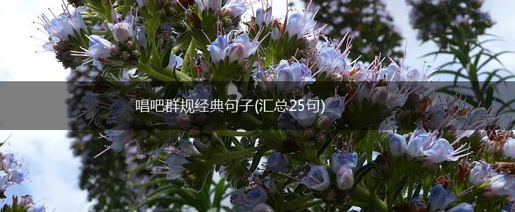 唱吧群规经典句子(汇总25句),第1张
