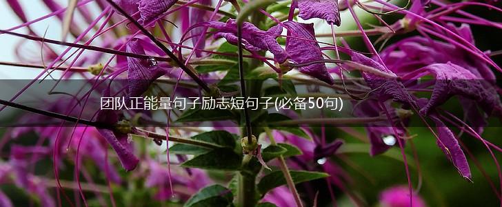 团队正能量句子励志短句子(必备50句),第1张