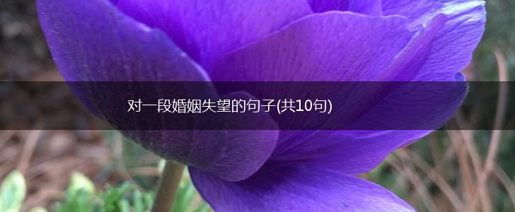 对一段婚姻失望的句子(共10句),第1张