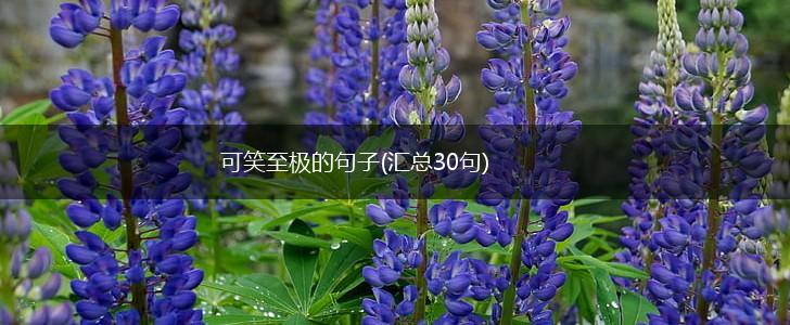 可笑至极的句子(汇总30句),第1张