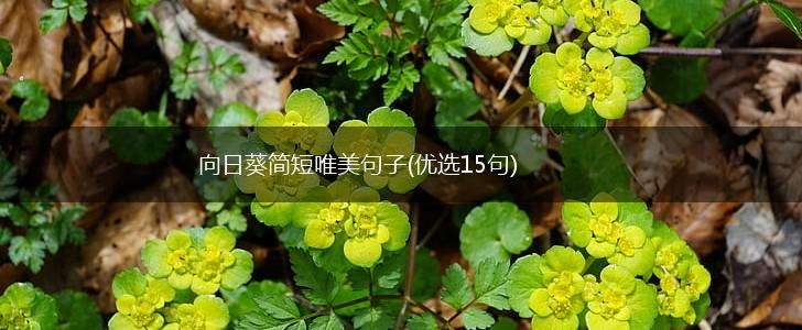 向日葵简短唯美句子(优选15句),第1张
