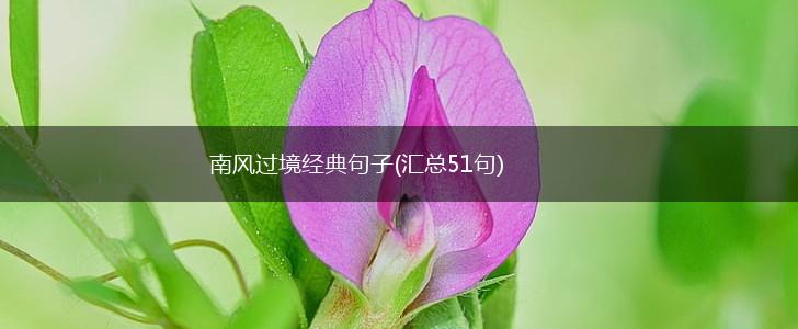 南风过境经典句子(汇总51句),第1张
