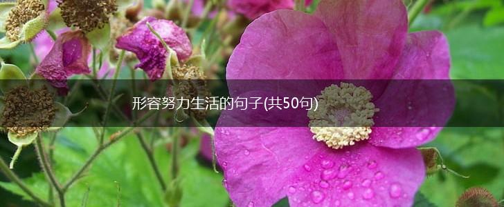形容努力生活的句子(共50句),第1张