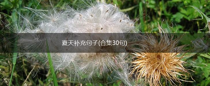 夏天补充句子(合集30句),第1张