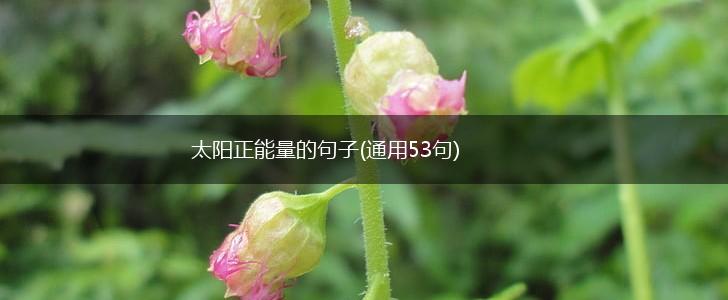 太阳正能量的句子(通用53句),第1张