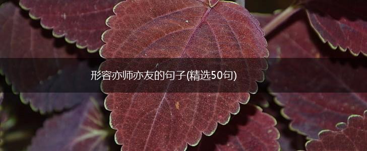 形容亦师亦友的句子(精选50句),第1张