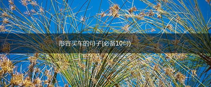 形容买车的句子(必备10句),第1张