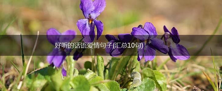 好听的话语爱情句子(汇总10句),第1张