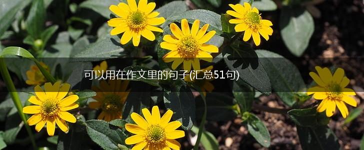 可以用在作文里的句子(汇总51句),第1张