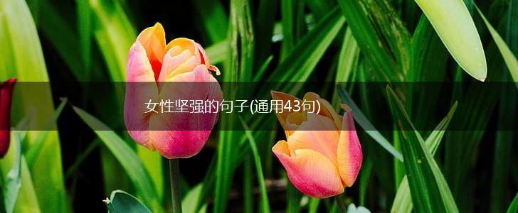 女性坚强的句子(通用43句),第1张