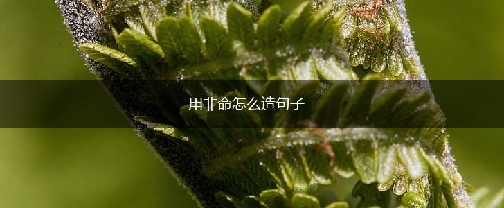 用非命怎么造句子,第1张