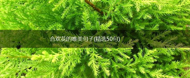 合欢花的唯美句子(精选50句),第1张