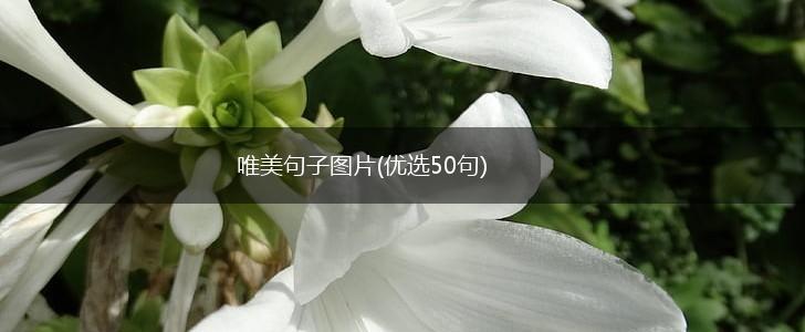 唯美句子图片(优选50句),第1张
