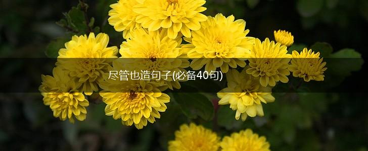 尽管也造句子(必备40句),第1张