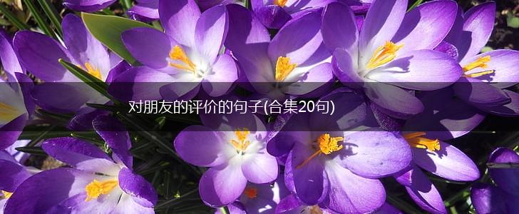 对朋友的评价的句子(合集20句),第1张