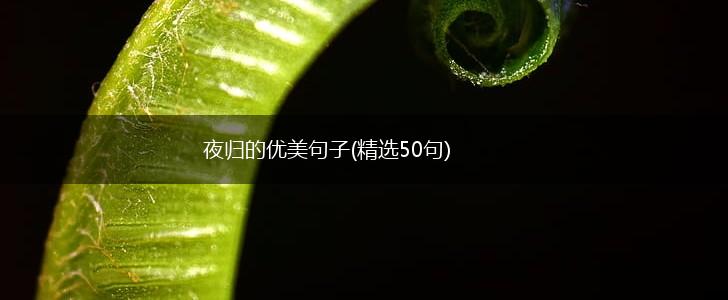 夜归的优美句子(精选50句),第1张