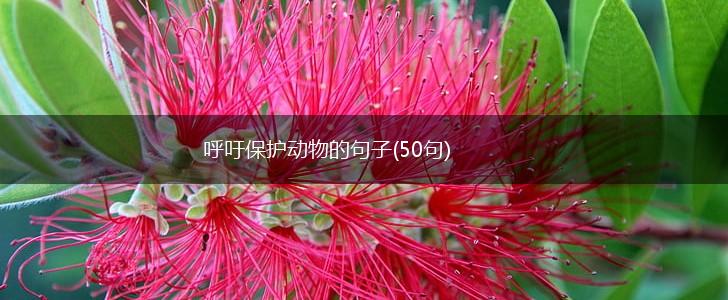 呼吁保护动物的句子(50句),第1张