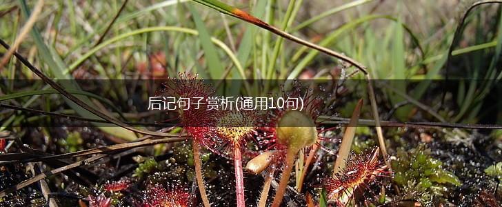 后记句子赏析(通用10句),第1张
