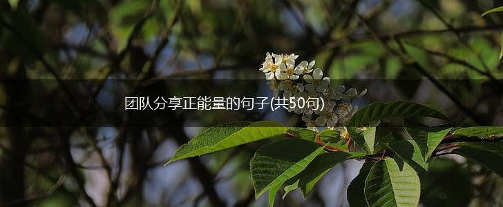 团队分享正能量的句子(共50句),第1张