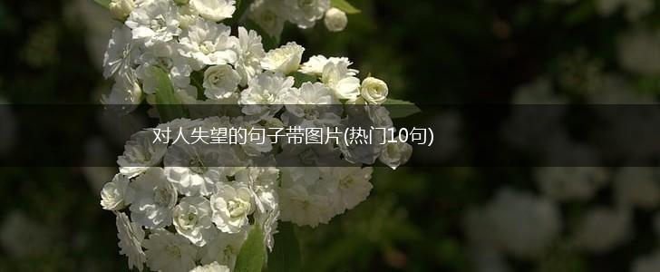 对人失望的句子带图片(热门10句),第1张